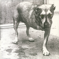 Alice In Chains - Alice In Chains (30th Anniversary) (Vinyl)