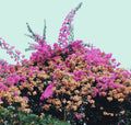 Jay Som - Turn Into