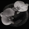 Patton, Mike - Corpse Flower