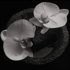 Patton, Mike - Corpse Flower