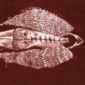 Cerberus Shoal - Homb (Rouge) (Anniversary)